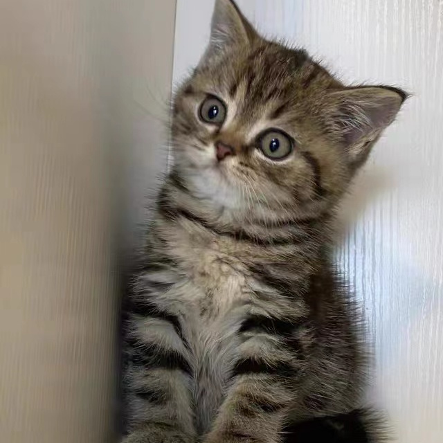 活物中华田园猫猫咪幼崽小奶猫橘猫橘白狸猫黑猫猫咪真猫宠物猫咪